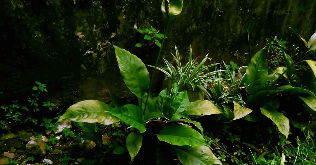 Updated 2021 Is Kinshasa tap water safe to drink? Congo water source