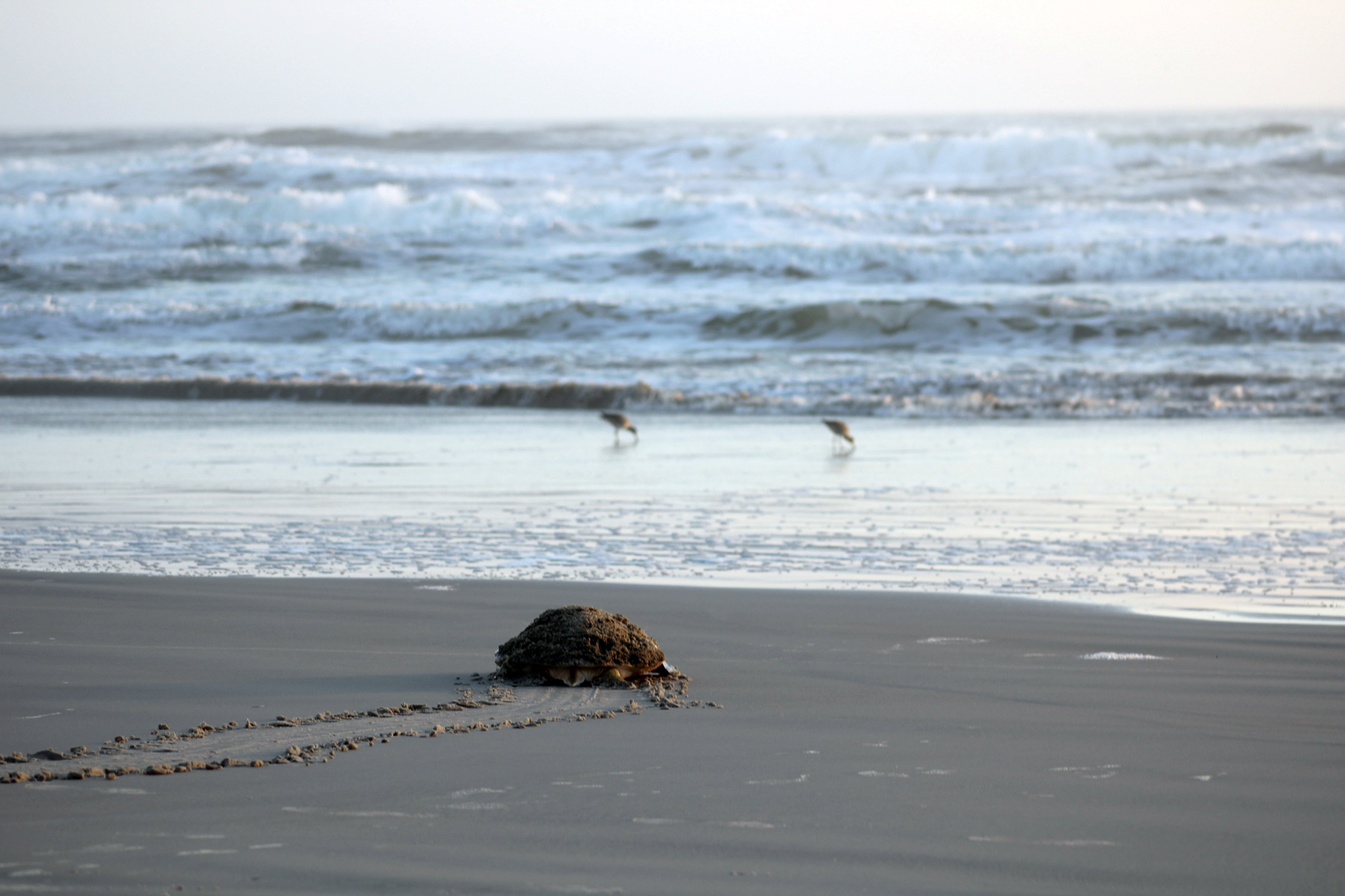 Is Daytona Beach Shores Tap Water Safe to Drink? Tap water & safety quality